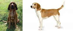 Majestic Tree Hound vs Harrier - Breed Comparison
