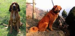 Majestic Tree Hound vs Himalayan Sheepdog - Breed Comparison