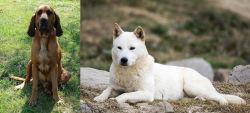 Majestic Tree Hound vs Jindo - Breed Comparison