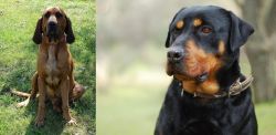 Majestic Tree Hound vs Rottweiler - Breed Comparison