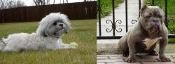 Mal-Shi vs American Bully - Breed Comparison
