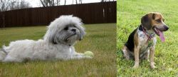 Mal-Shi vs Bluetick Beagle - Breed Comparison