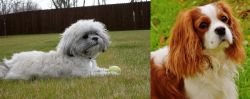 Mal-Shi vs Cavalier King Charles Spaniel - Breed Comparison