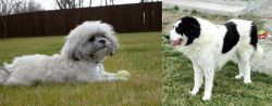 Mal-Shi vs Ciobanesc de Bucovina - Breed Comparison