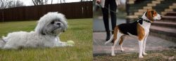 Mal-Shi vs Estonian Hound - Breed Comparison