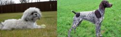 Mal-Shi vs German Shorthaired Pointer - Breed Comparison