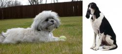 Mal-Shi vs Grand Anglo-Francais Blanc et Noir - Breed Comparison