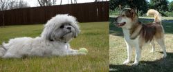 Mal-Shi vs Greenland Dog - Breed Comparison