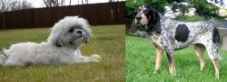 Mal-Shi vs Griffon Bleu de Gascogne - Breed Comparison