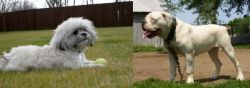 Mal-Shi vs Hermes Bulldogge - Breed Comparison