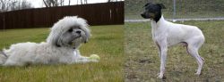 Mal-Shi vs Japanese Terrier - Breed Comparison