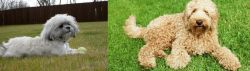 Mal-Shi vs Labradoodle - Breed Comparison
