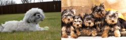 Mal-Shi vs Yorkshire Terrier - Breed Comparison