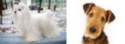 Maltese vs Airedale Terrier - Breed Comparison
