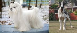Maltese vs Alangu Mastiff - Breed Comparison