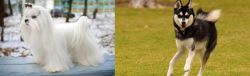 Maltese vs Alaskan Klee Kai - Breed Comparison