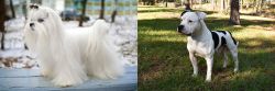 Maltese vs American Bulldog - Breed Comparison