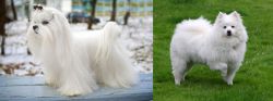 Maltese vs American Eskimo Dog - Breed Comparison