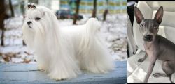 Maltese vs American Hairless Terrier - Breed Comparison