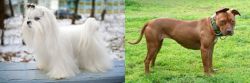 Maltese vs American Pit Bull Terrier - Breed Comparison