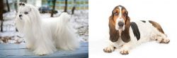 Maltese vs Basset Hound - Breed Comparison