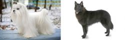 Maltese vs Belgian Shepherd - Breed Comparison