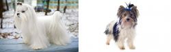 Maltese vs Biewer - Breed Comparison