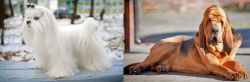 Maltese vs Bloodhound - Breed Comparison