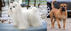 Maltese vs Boerboel - Breed Comparison