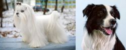 Maltese vs Border Collie - Breed Comparison
