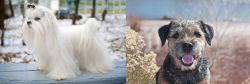 Maltese vs Border Terrier - Breed Comparison