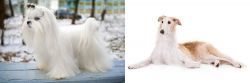 Maltese vs Borzoi - Breed Comparison