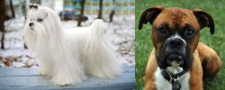 Maltese vs Boxer - Breed Comparison
