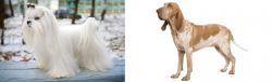 Maltese vs Bracco Italiano - Breed Comparison