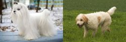 Maltese vs Briquet Griffon Vendeen - Breed Comparison