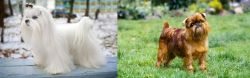 Maltese vs Brussels Griffon - Breed Comparison