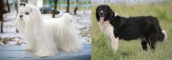 Maltese vs Bulgarian Shepherd - Breed Comparison