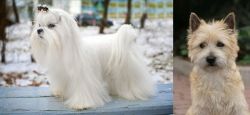 Maltese vs Cairn Terrier - Breed Comparison