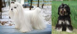Maltese vs Cao da Serra de Aires - Breed Comparison