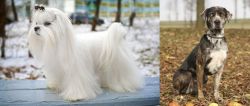 Maltese vs Catahoula Leopard - Breed Comparison