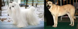 Maltese vs Central Anatolian Shepherd - Breed Comparison