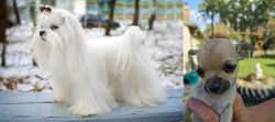 Maltese vs Chihuahua - Breed Comparison