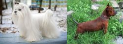 Maltese vs Chinese Chongqing Dog - Breed Comparison