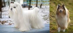 Maltese vs Collie - Breed Comparison
