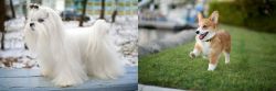 Maltese vs Corgi - Breed Comparison