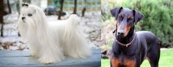 Maltese vs Doberman Pinscher - Breed Comparison