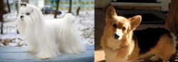 Maltese vs Dorgi - Breed Comparison