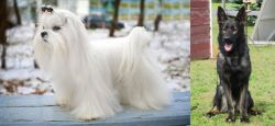 Maltese vs East German Shepherd - Breed Comparison