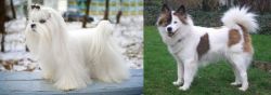Maltese vs Elo - Breed Comparison