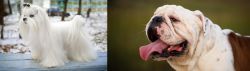 Maltese vs English Bulldog - Breed Comparison